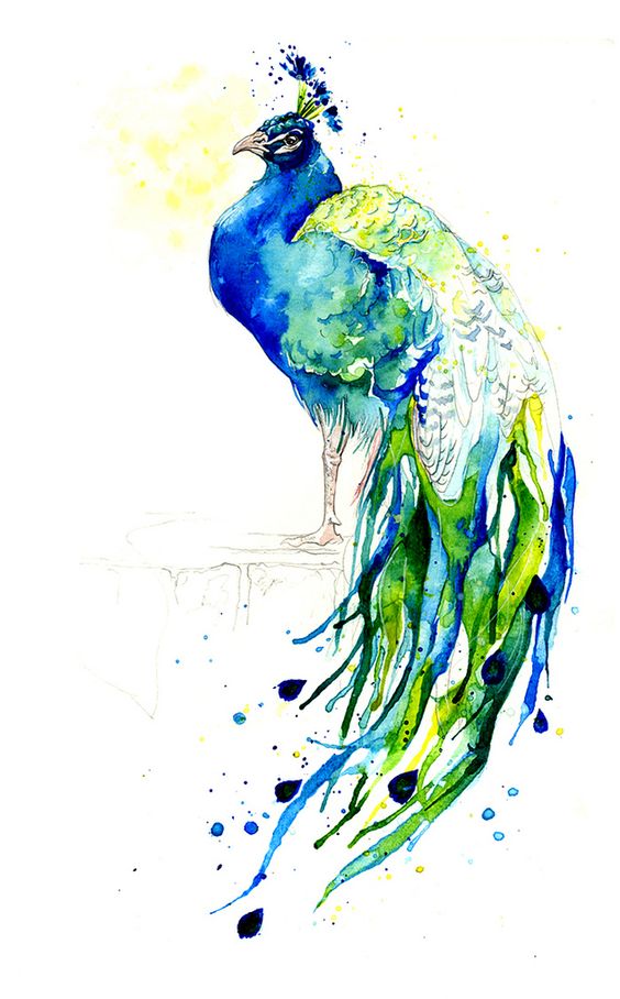 564x908 Fat Colorful Peacock With Watercolor Tail Tattoo Design