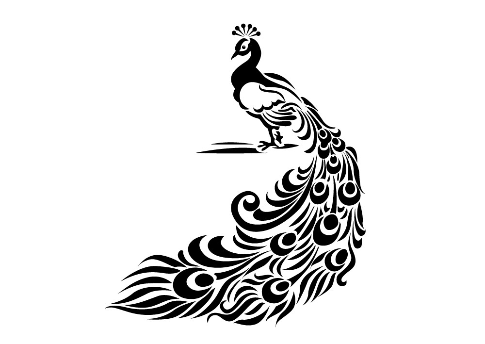 1000x709 Peacock Drawing With Colour