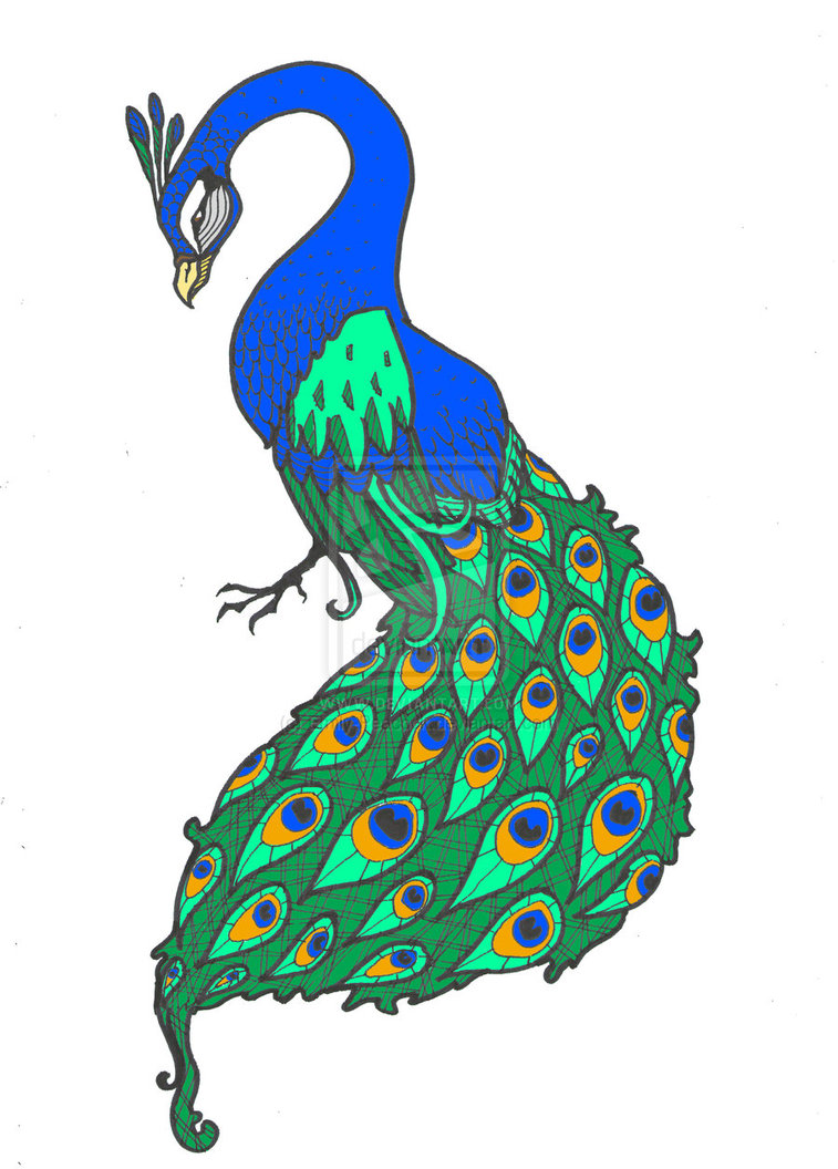 757x1056 Peacock Image Drawing