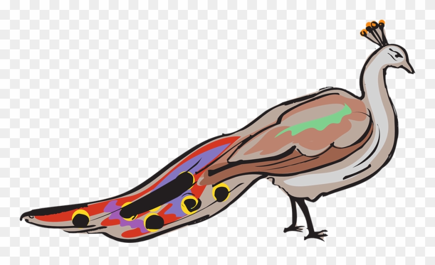880x537 Peacock Png Buy Clip Art