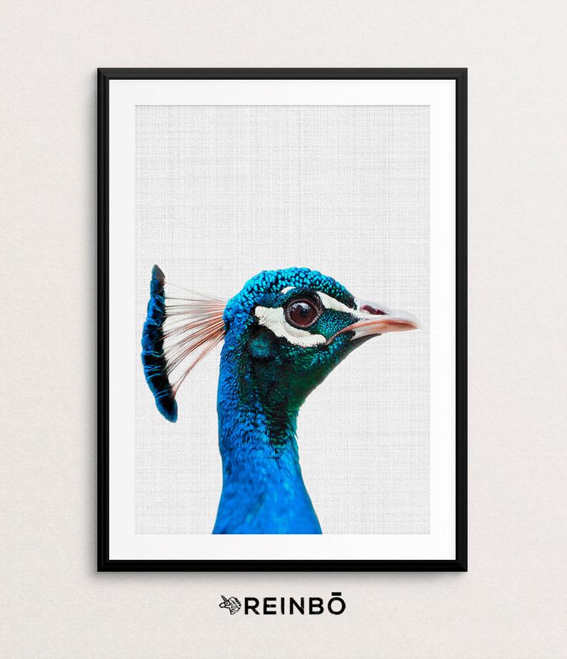 794x924 Peacock Print Bird Art Animal Photo Wall Art Colour Etsy