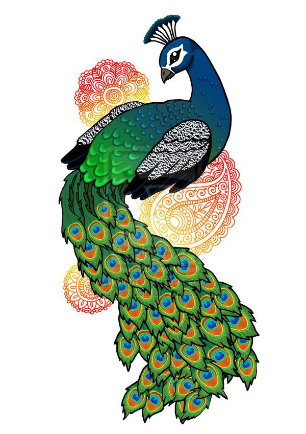 600x849 Peacock