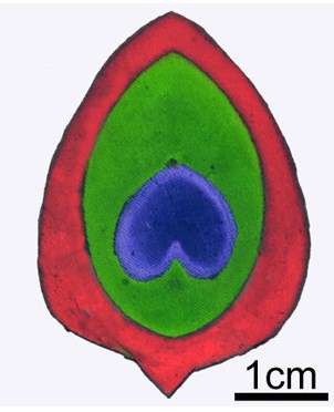 302x372 Peacock Colors Inspire 'greener' Way To Dye Clothes