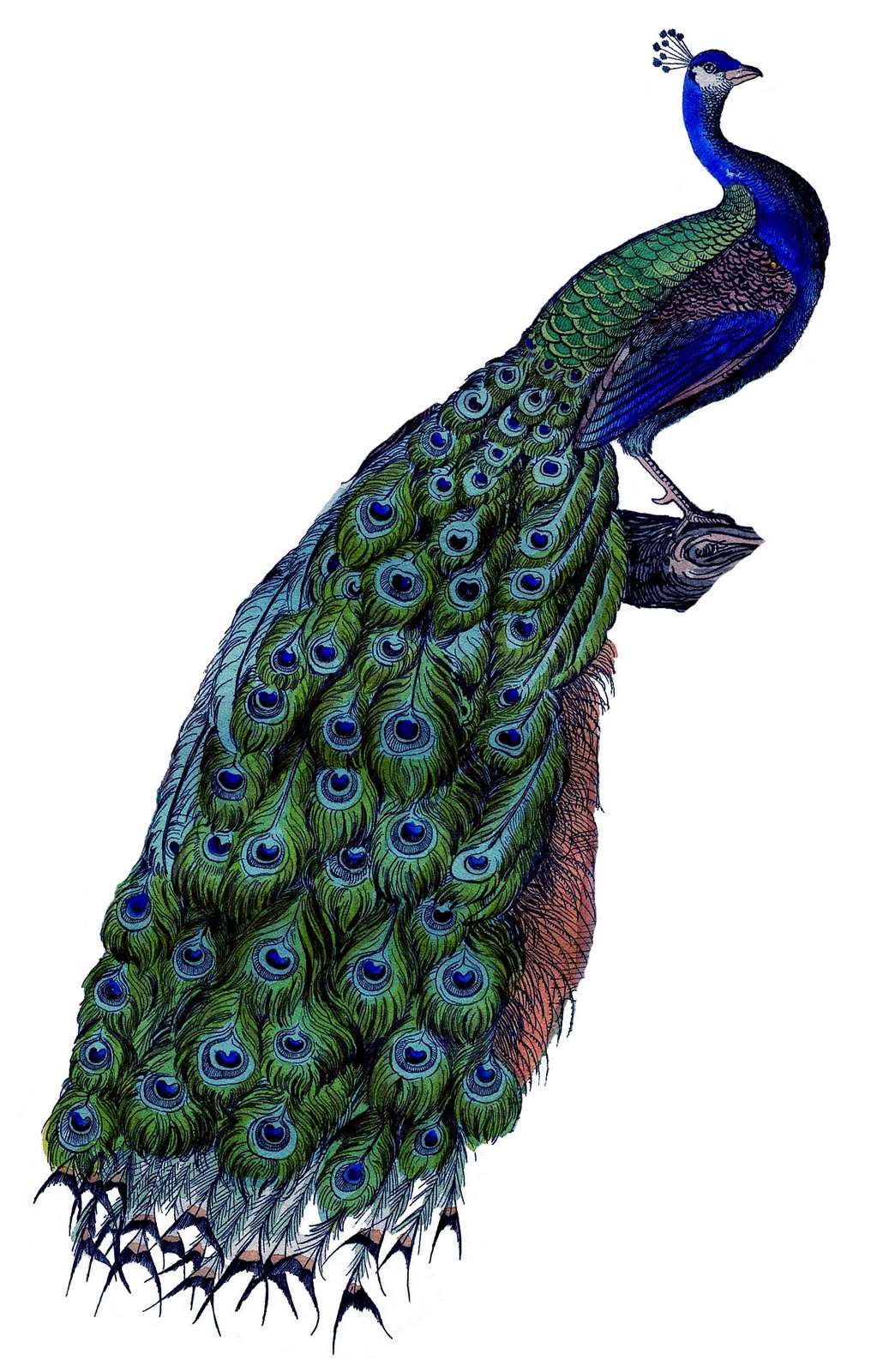 1037x1600 Colors Clipart Peacock Frames Illustrations Hd Images