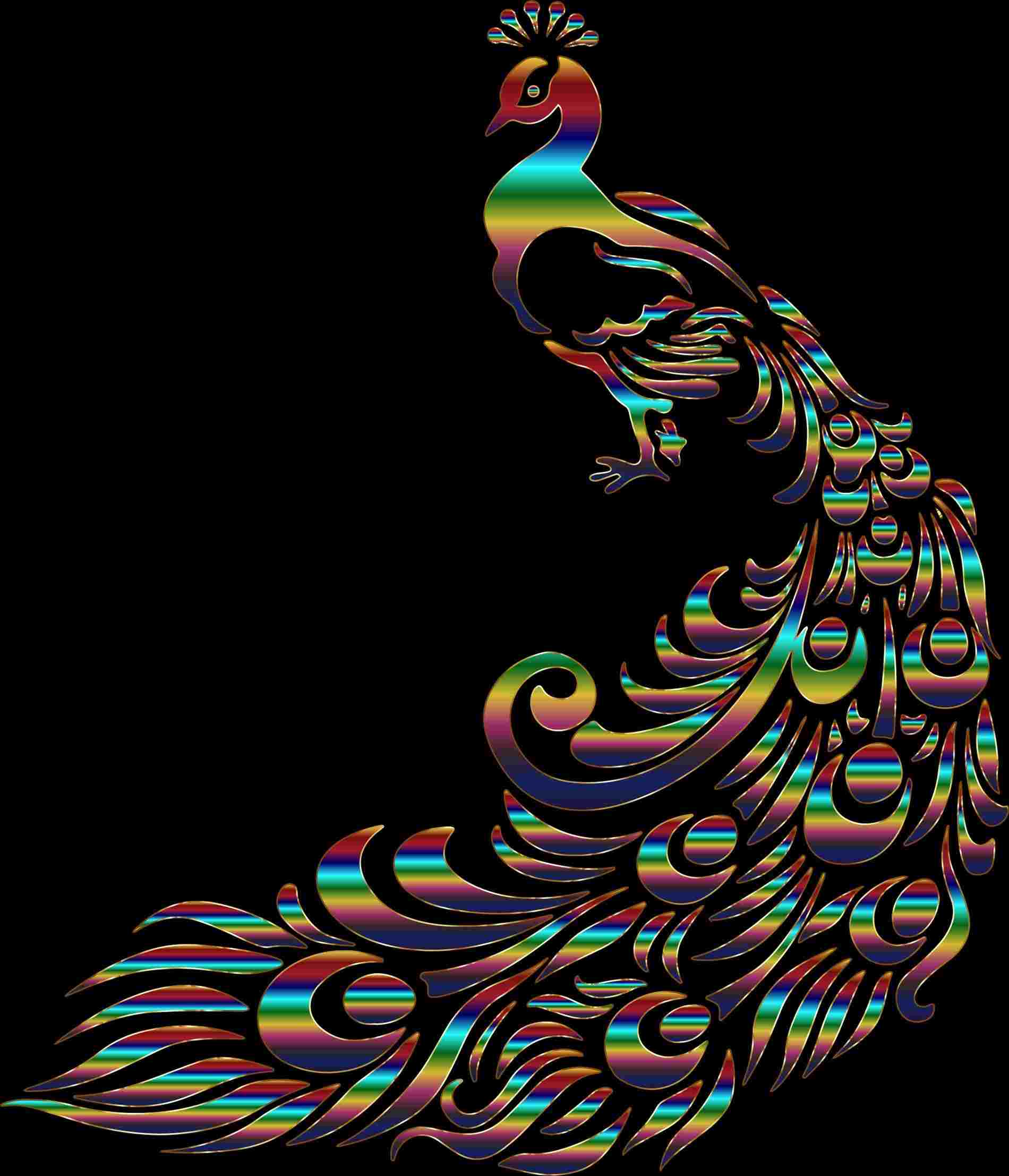 1900x2214 Dancing Peacock Drawing With Colour