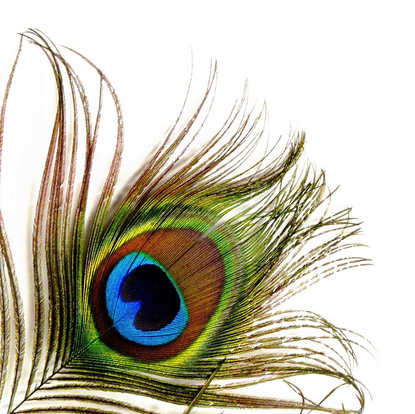 1600x1596 Mor Pankh Clipart Png Collection