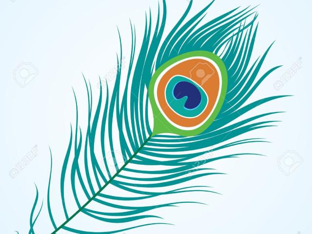 640x480 Peacock Clipart Open Feather Drawing