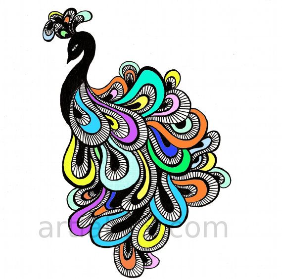 570x564 Peacock Feather Outline Clipart