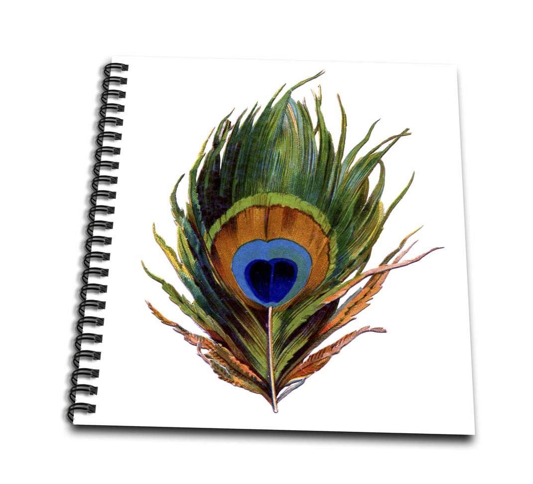 1070x973 Db Large Colorful Peacock Feather