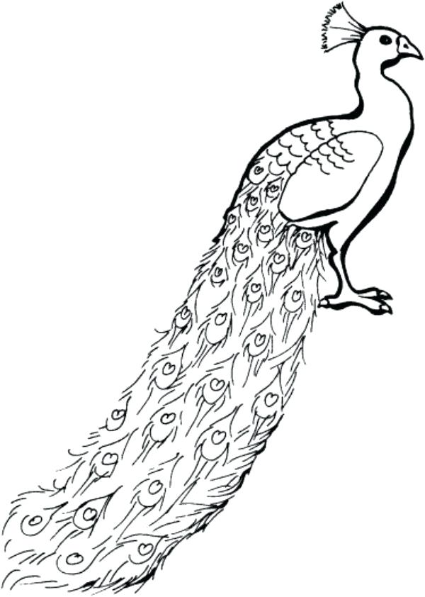 600x842 A Drawing Of A Peacock