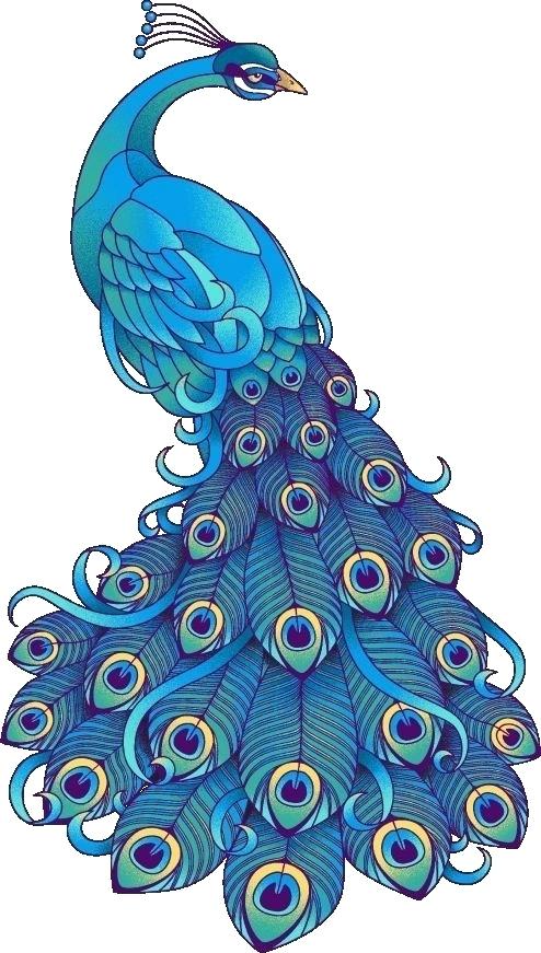494x871 Coloring Pages Peacock Coloring Pages Peacock Feathers