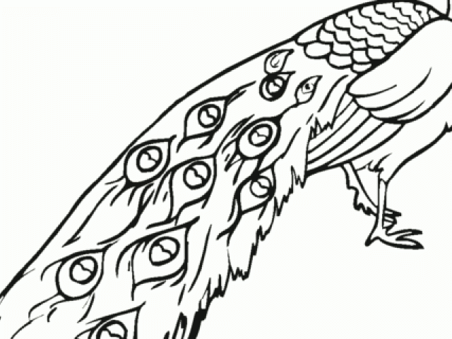 Peacock Line Drawing | Free download on ClipArtMag