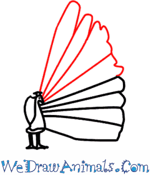 300x350 How To Draw A Peacock