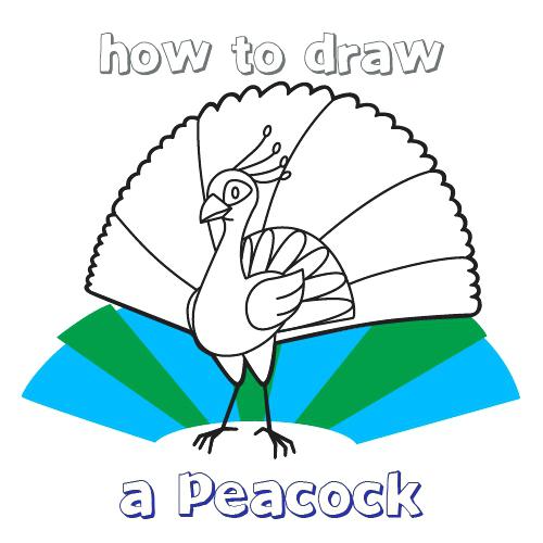 500x500 How To Draw Peacock Dancing Peacock Drawing Step
