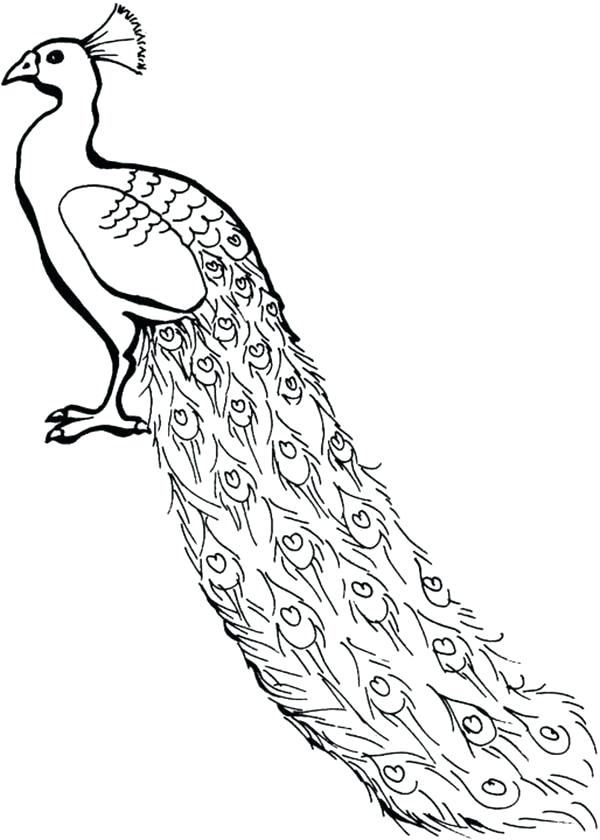 600x840 Peacock Coloring Book Pencil And In Color Pages Feathers Ideas