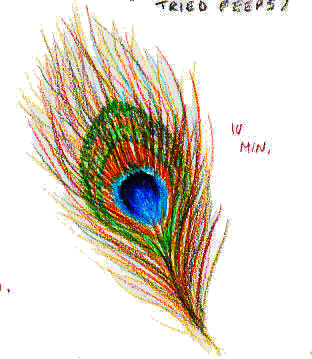 312x359 Peacock Feather Drawing Pencil Easy