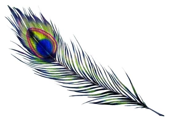 550x412 Peacock Feathers Pen Bridal Peacock Feather Pen Green Fancy