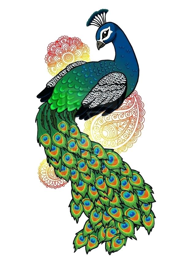 600x849 drawing peacock step step peacock drawing step
