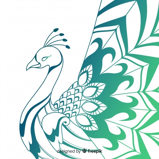 626x626 Peacock Vectors, Photos And Free Download