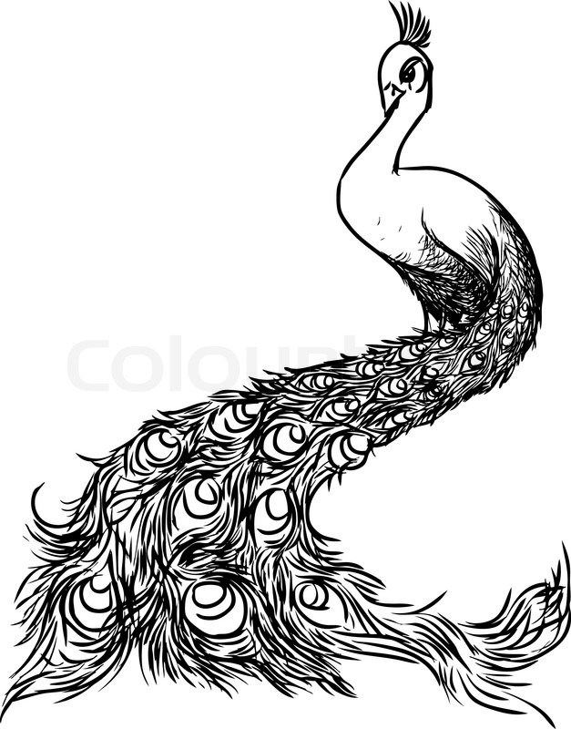627x800 Peacock Drawing Black And White Landscape Pictures And Ideas