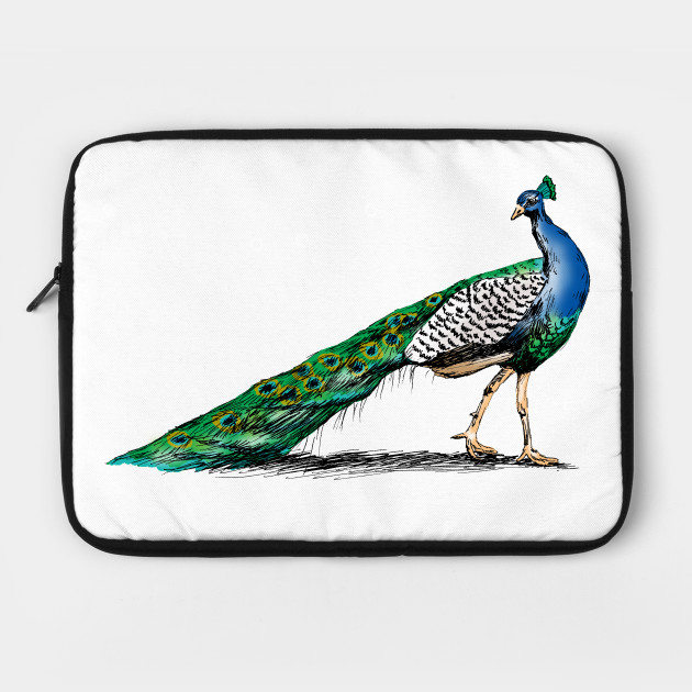 630x630 Peacock Sketch