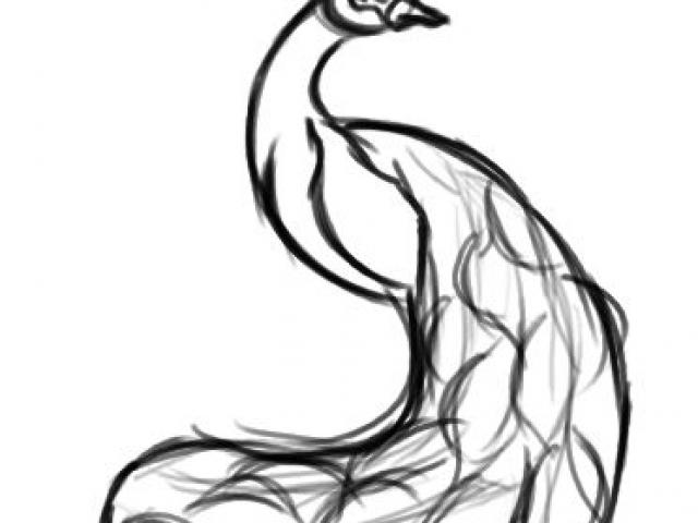 640x480 Sketch Clipart Peacock