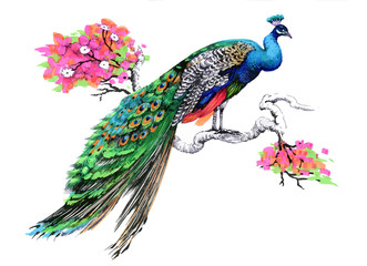 331x240 Peacock Feather Drawing Photos, Royalty Free Images, Graphics