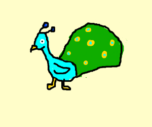 300x250 a peacock tries to impress a peafowl