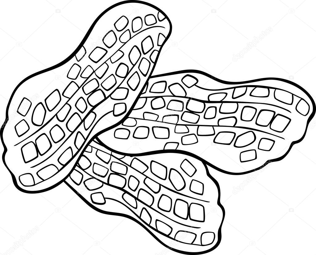 1024x827 Peanut Drawing Mani For Free Download