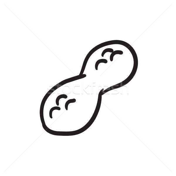 600x600 peanut sketch icon vector illustration andrei krauchuk