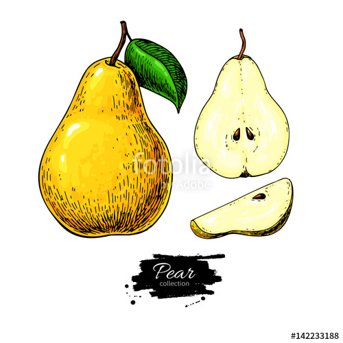 500x500 pear vector drawing isolated hand drawn full pear and sliced pi