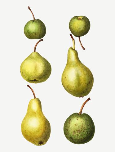 371x490 Vintage Pear Types Drawing