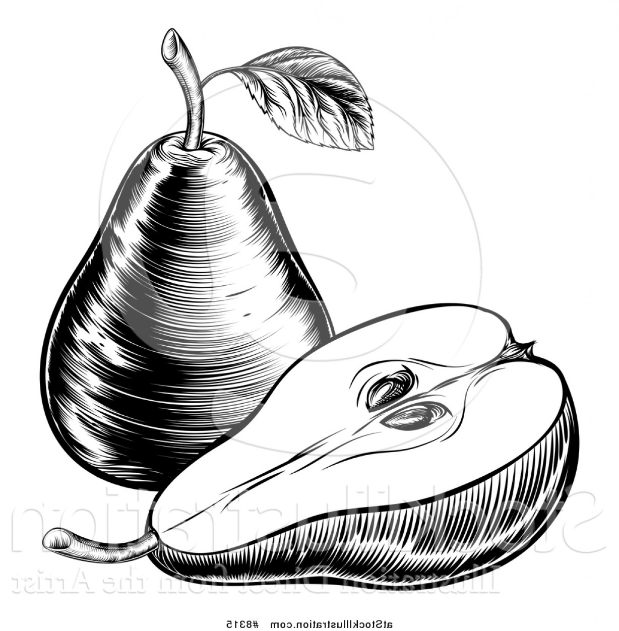 1228x1252 Pears Vector Art Soidergi