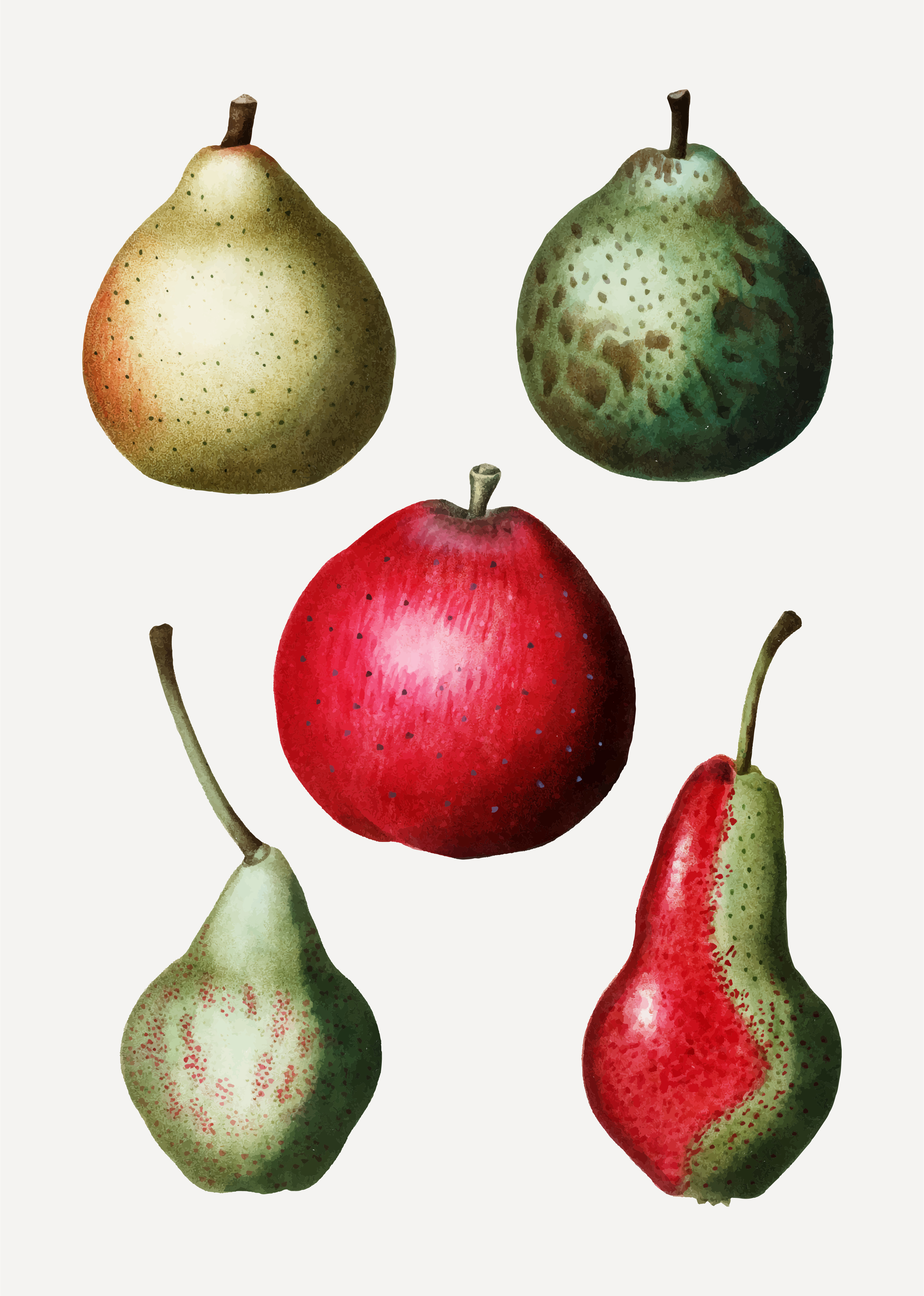 3335x4675 Vintage Pear Fruit Drawing