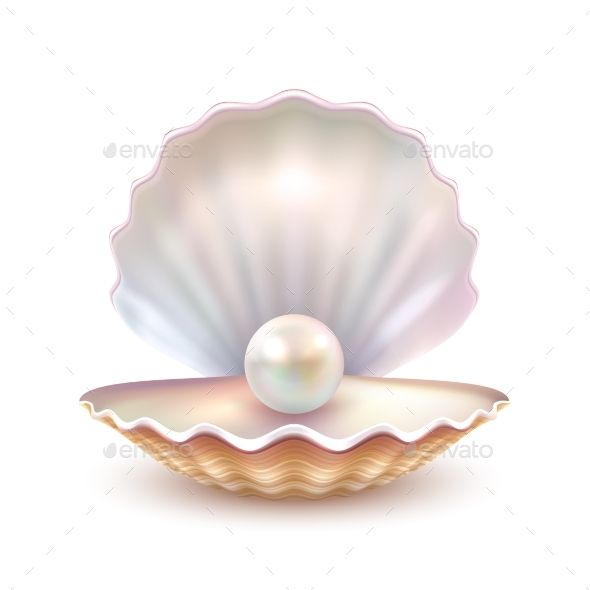 590x590 Pearl Shell Realistic Close Up Image Sea Shell Drawing