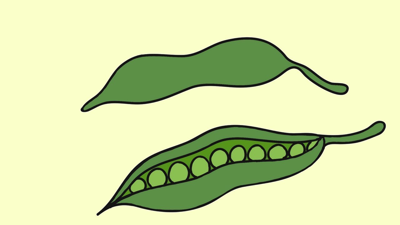 Peas Drawing | Free download on ClipArtMag