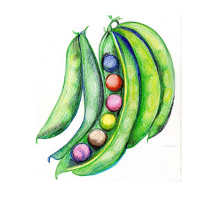 300x300 Peas In A Pod Drawing