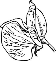 236x257 Drawings Of Sweet Pea Flower