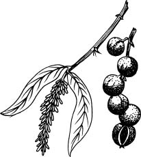 206x230 cultivation of macadamias