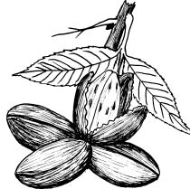 210x209 cultivation of pecans