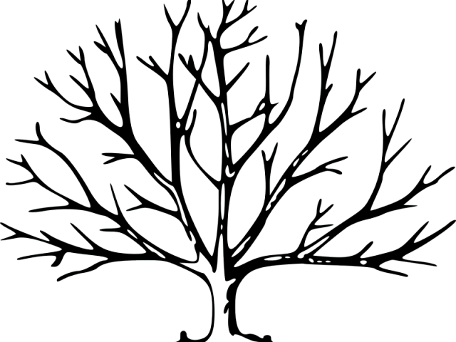 640x480 drawn tree pecan