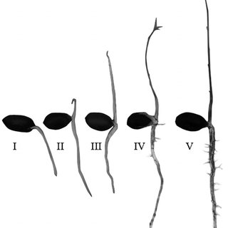 320x320 five different stages of pecan seedling growth following seed
