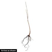 177x177 hardy pecan tree gurney's seed nursery co