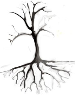 240x312 What To Do With Taproot When You Transplant A Tree