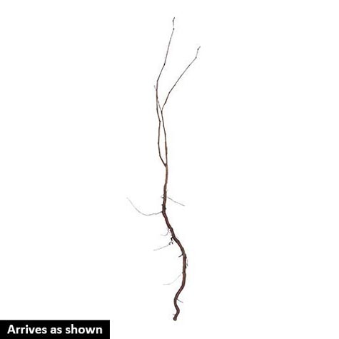 475x475 american hazelnut tree gurney's seed nursery co