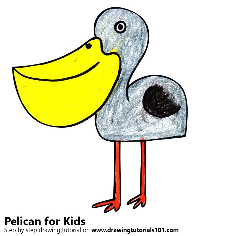 800x800 Learn How To Draw A Pelican For Kids