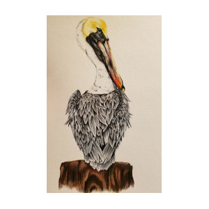 300x300 Mr Pelican Drawing