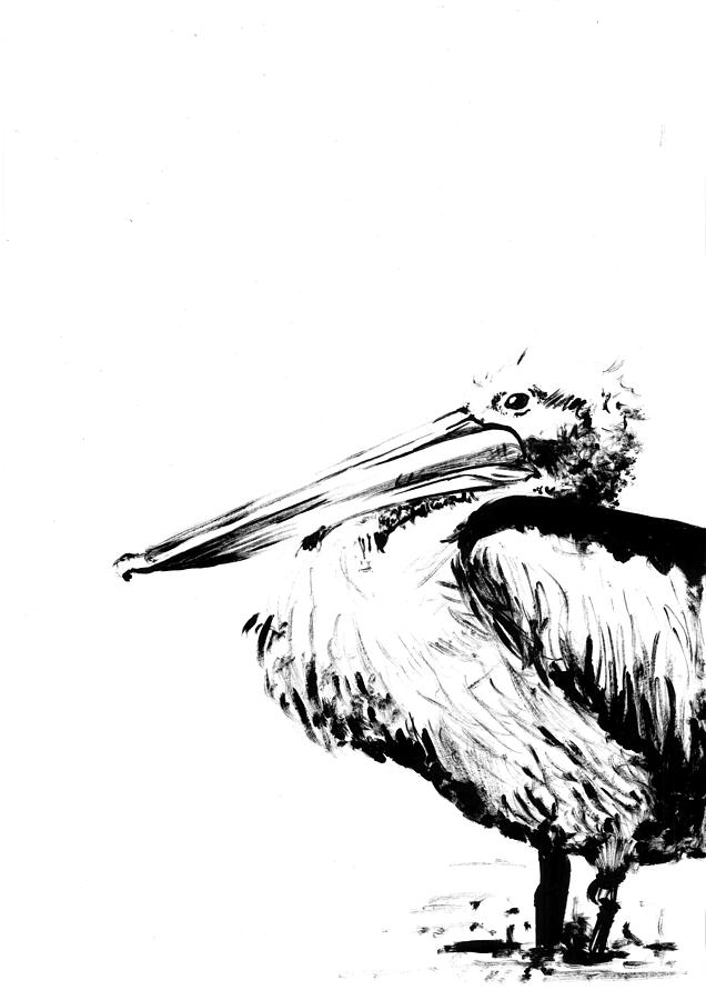 636x900 Peli Pelican Drawing
