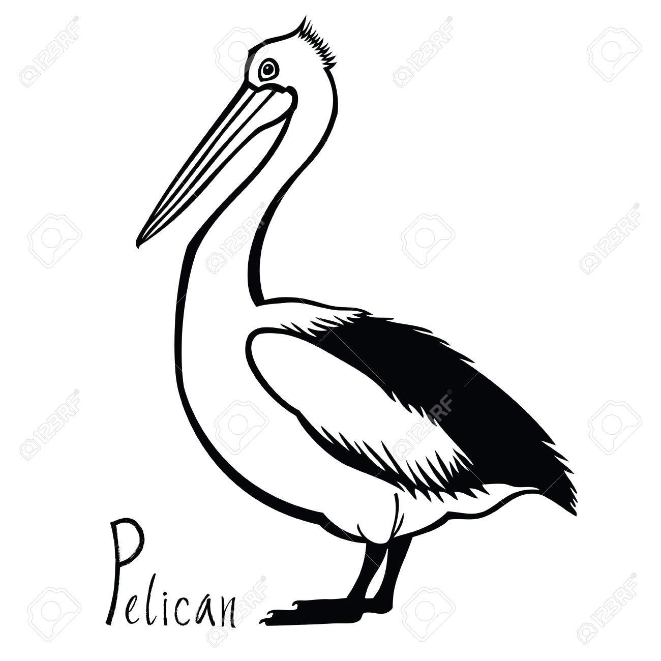 1300x1300 Collection Of Free Pelican Drawing American White Download On Ui Ex