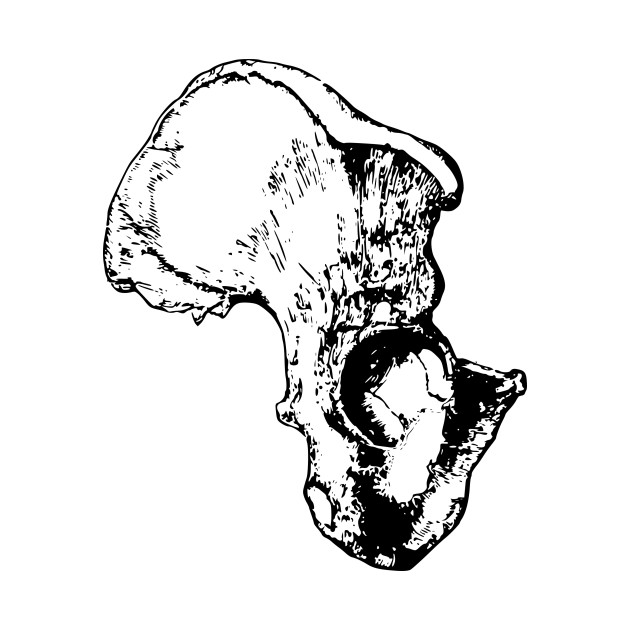 630x630 limited edition exclusive human hemi pelvis bonehip bone